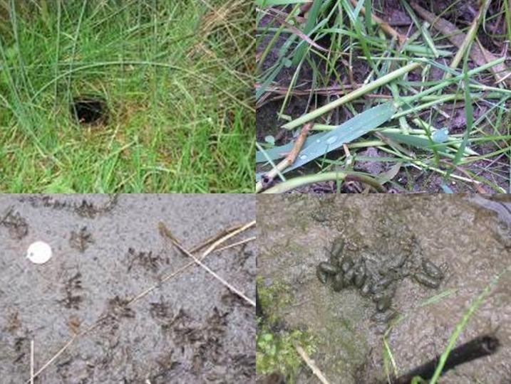 Clockwise from top left: burrow, feeding pile, droppings and footprints